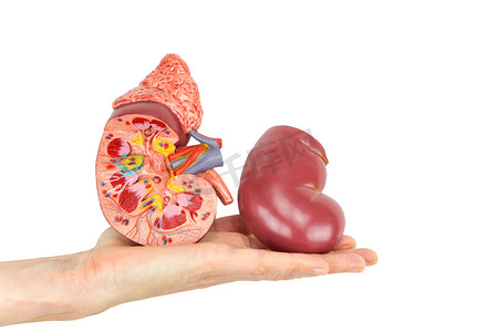 人体结构手绘摄影照片_平的手显示模型人体肾脏