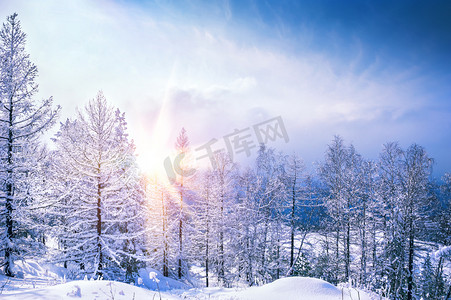 森林摄影照片_冬季风景雪白雪皑皑阳光