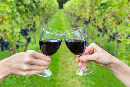 两只手，举杯同葡萄酒的葡萄园