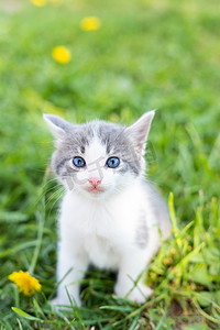 夏天的一天，一只可爱的毛茸茸的灰色小猫躺在绿草里。大自然中的小猫的肖像.