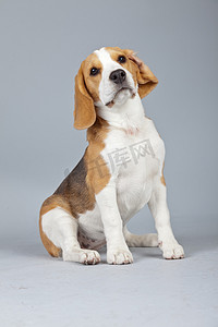 手绘时尚的小狗摄影照片_可爱的小狗比格犬孤立灰色背景。螺柱