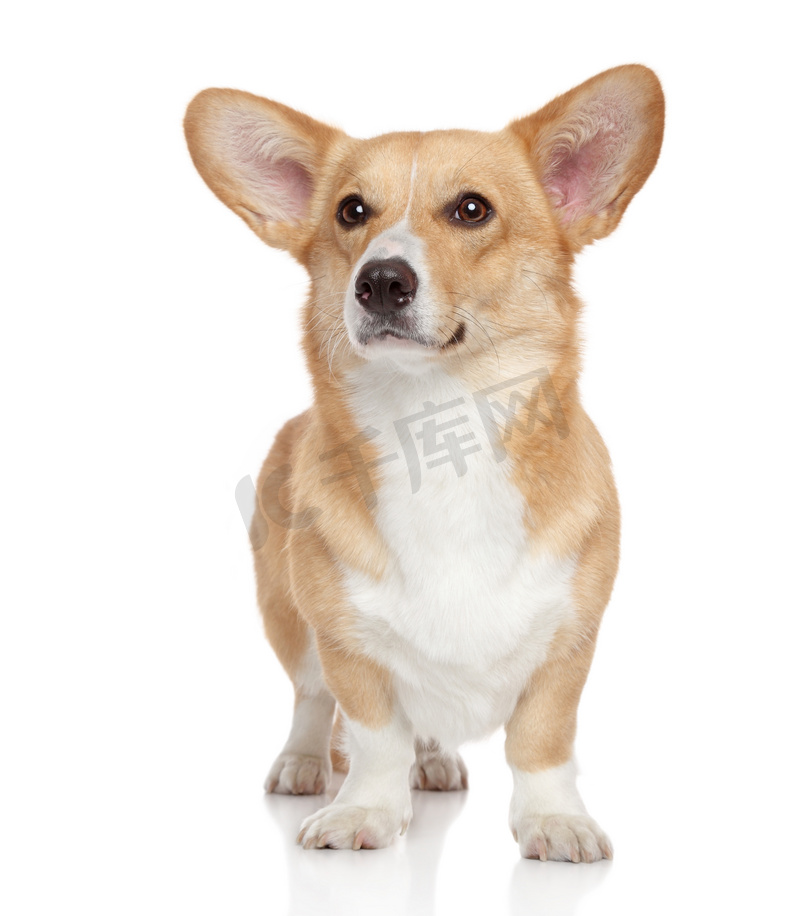 在白色背景上的威尔士柯基犬图片彭布罗克高清摄影大图 千库网