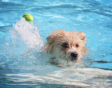 自由啊摄影照片_在公共游泳池里游泳的狗 