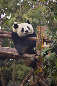 熊猫熊摄影照片_熊猫熊