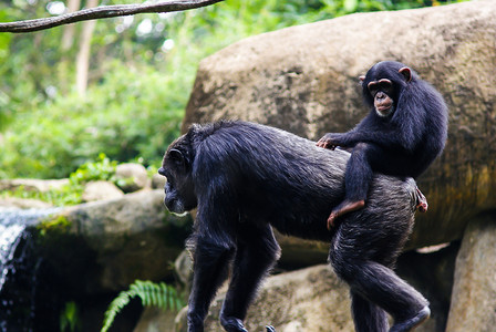年轻的黑猩猩坐在妈妈的背上