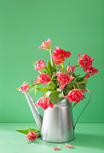 美丽的粉红色郁金香花花束在喷壶