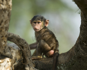妈妈陪宝宝摄影照片_猴宝宝坐在中塞伦盖蒂，坦桑尼亚，巴基斯坦的树