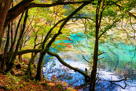 林摄影照片_蔚蓝湖和秋林苔木树干的风景