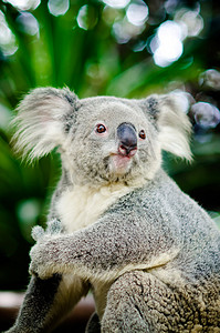 动物的拥抱摄影照片_与布什绿色背景的一棵树上的考拉