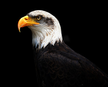 社团招新羽毛球摄影照片_秃鹰的肖像 
