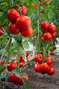 自然叶子摄影照片_增长番茄