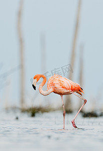火烈鸟的羽毛摄影照片_粉红色的加勒比火烈鸟放水.