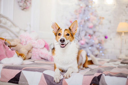 寒假展架摄影照片_圣诞节背景上的狗。新年礼物。圣诞树。寒假