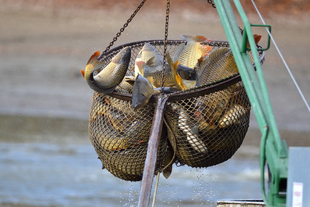 水獭捕鱼摄影照片_鲤科鱼抓捞网
