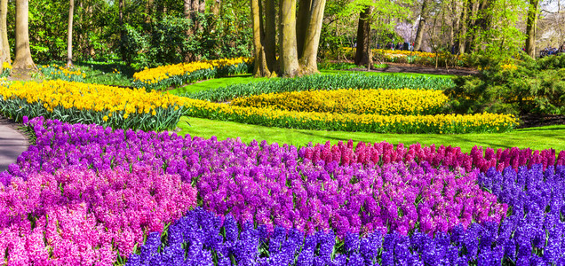 令人惊异的花卉园库肯霍夫在荷兰