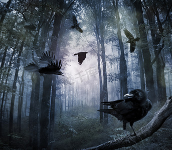 在森林里的乌鸦