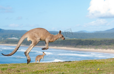 袋鼠妈妈宝宝摄影照片_袋鼠-澳大利亚