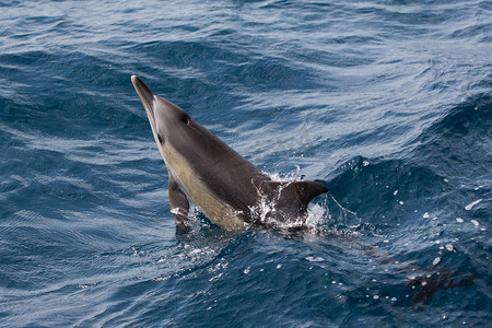 常见的海豚在大海中游泳