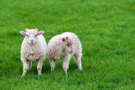 两个对称边框摄影照片_两个年轻羊在牧场里冰岛