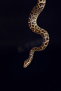 虎摄影照片_tiger python, black and yellow, against black background 