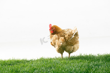 绿色清新草地背景摄影照片_母鸡
