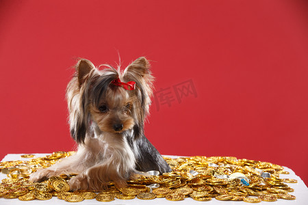 春节金币摄影照片_可爱的约克夏犬