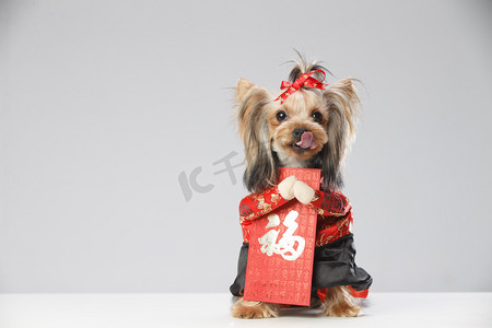 傳統吉祥圖案摄影照片_约克夏犬和红包