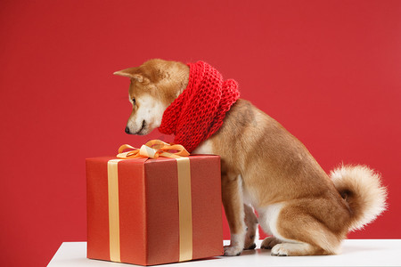 狗年货节主图摄影照片_可爱的柴犬