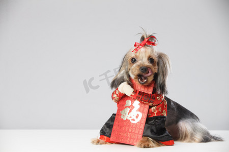 狗年摄影照片_约克夏犬和红包