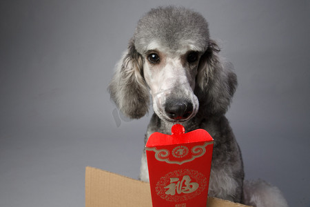 狗年拜年背景摄影照片_可爱的贵宾犬和红包