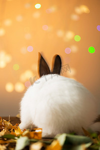可爱的小兔子