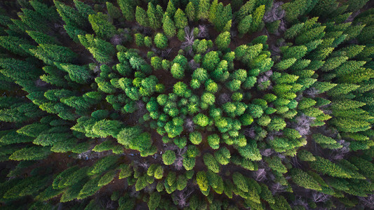 植物背景森林摄影照片_航拍云杉森林风光背景摄影图配图