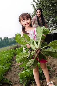 有机农庄摄影照片_幸福母女采摘蔬菜