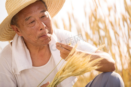 麦子摄影照片_老农民在麦田里