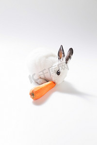可爱动物图片摄影照片_可爱的小兔子吃胡萝卜