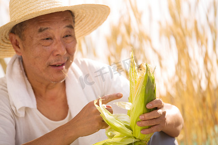 老年人摄影照片_老农民拿着玉米