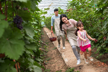 农业大棚摄影照片_幸福家庭采摘葡萄