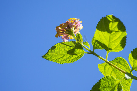 叶脉摄影照片_夏天蓝天下清新的植物花摄影图配图