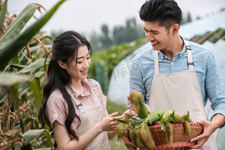 有机农庄摄影照片_东方夫妇采摘玉米