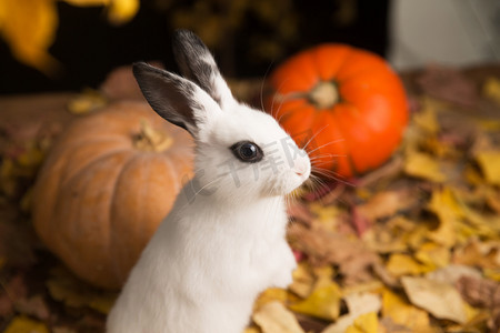 可爱节日装饰摄影照片_可爱的小兔子