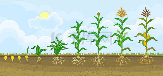 玉米 (玉米) 植物的生命周期.从播种到开花和果期的生长阶段