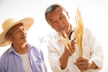 农民研究麦穗