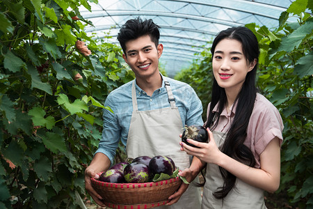 果实图片摄影照片_东方夫妇在采摘茄子