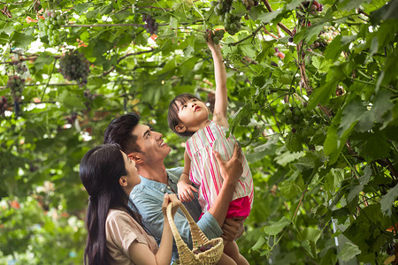 幸福小院摄影照片_幸福家庭在采摘葡萄