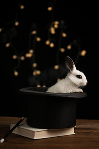 魔术图片摄影照片_可爱的小兔子