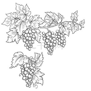 一束葡萄.黑白素描,线条艺术.手绘插图.