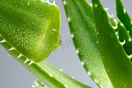 肉质植物摄影照片_清新芦荟