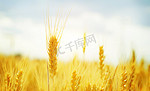 金色的麦子摄影图配图
