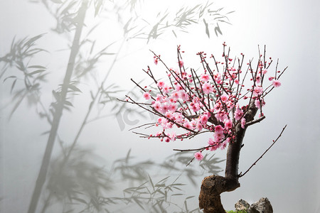 梅花动图摄影照片_梅花