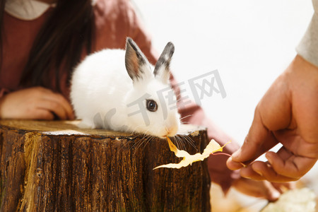 秋天温馨背景摄影照片_小女孩喂小兔子